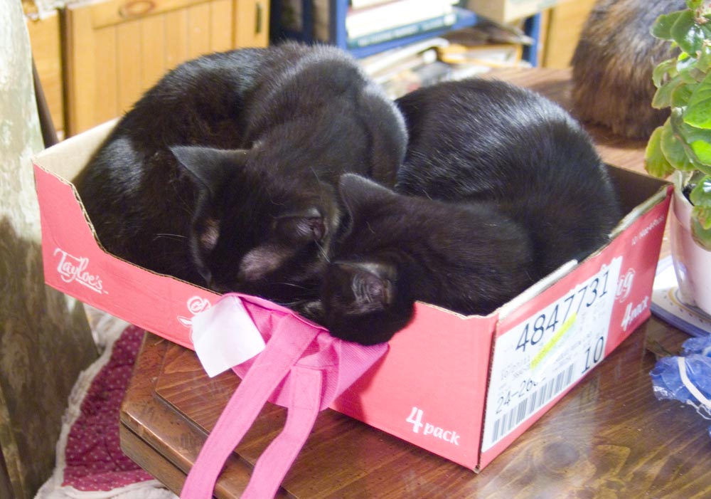 two black cats in pudding box