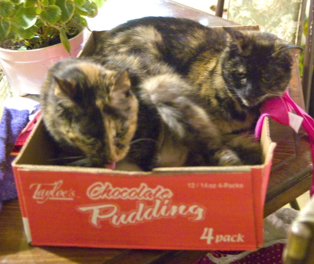 two tortoiseshell cats in box