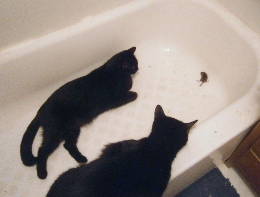 black cats with mouse in tub