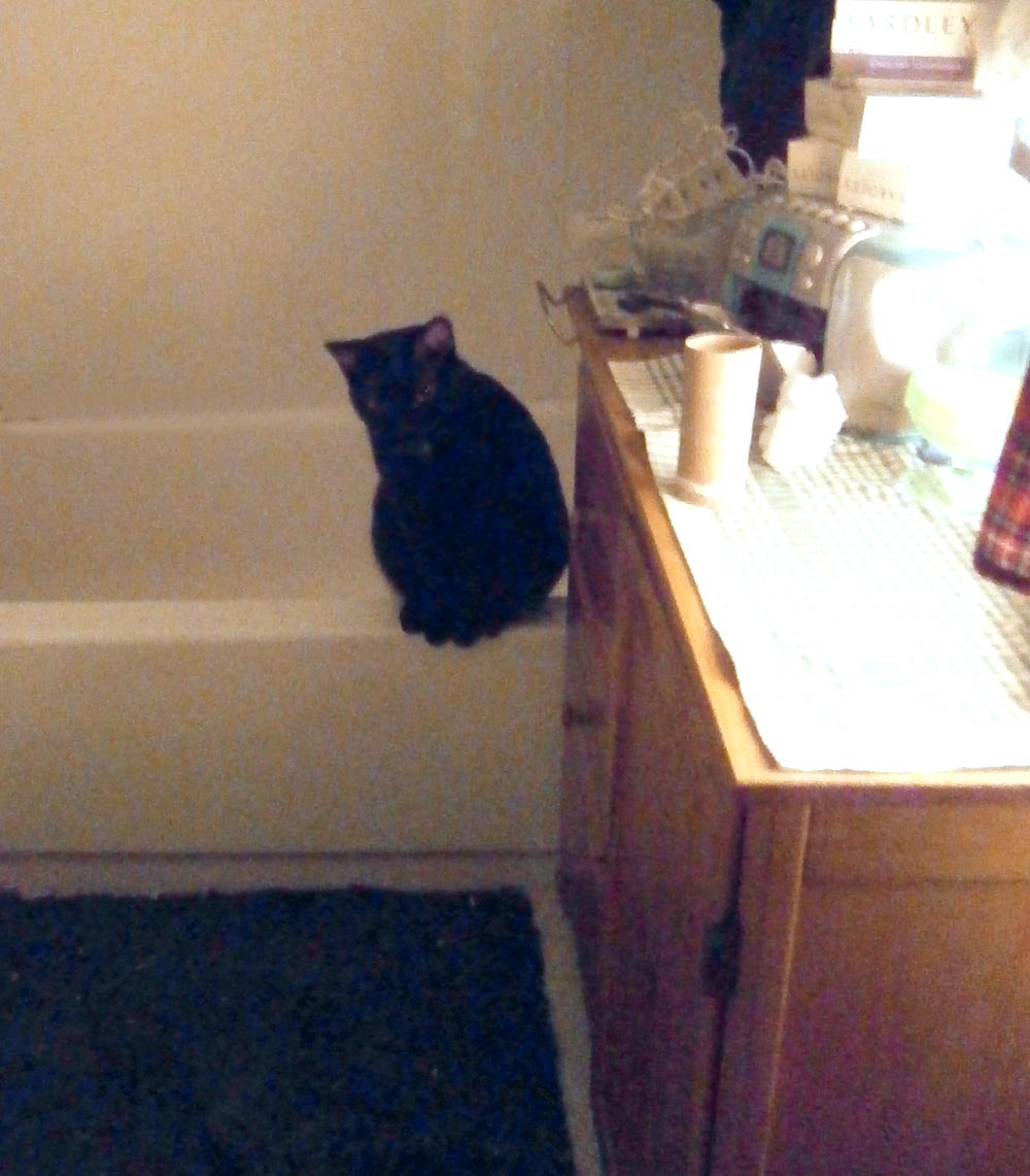 black cat on tub