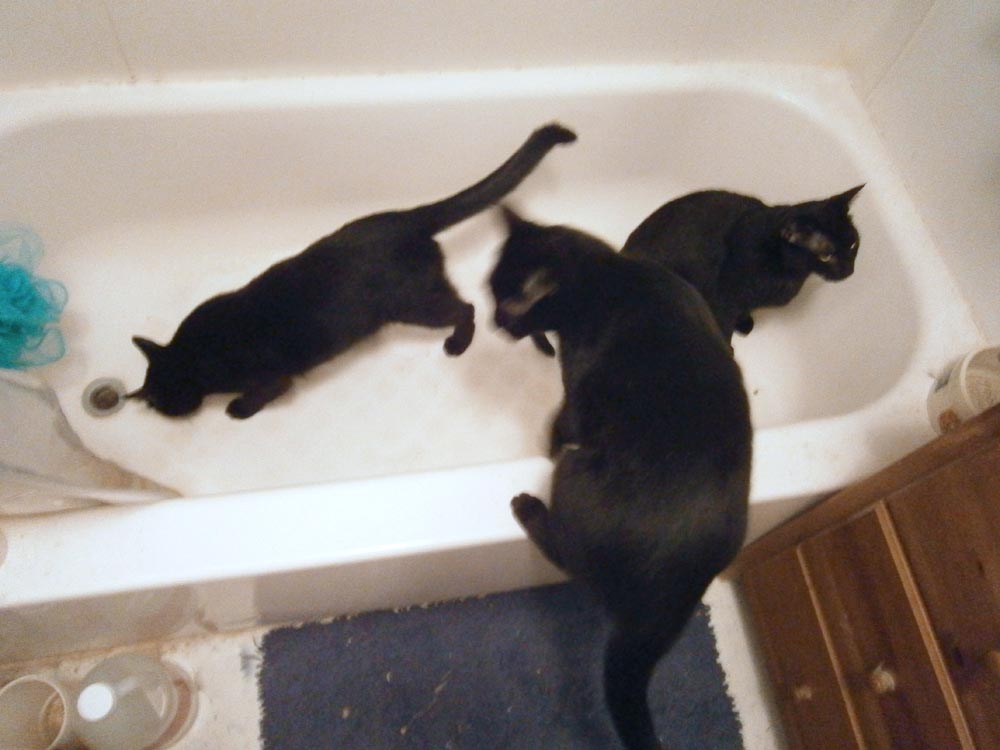cats looking around in tub
