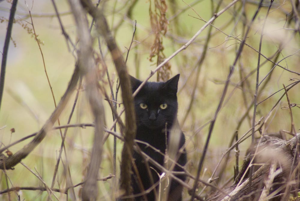 black cat in weeds