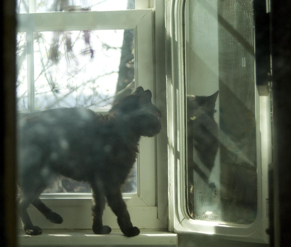 black cat walking toward mirror