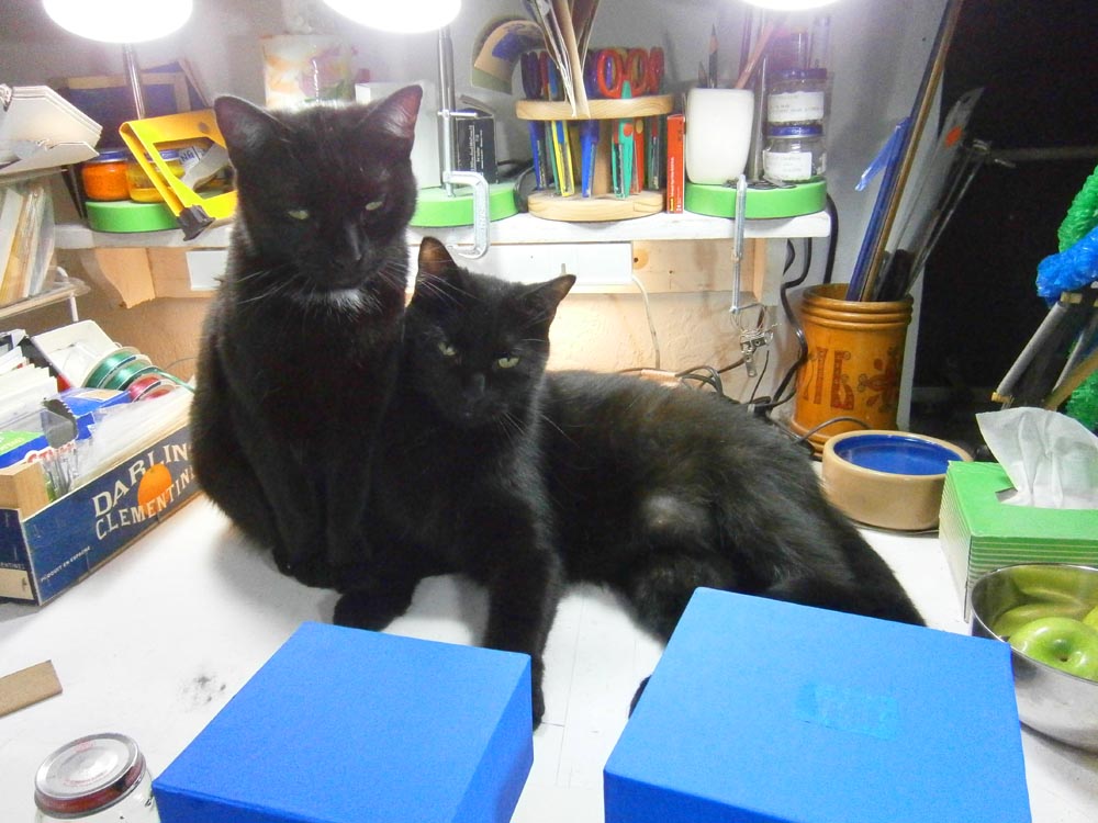two black cats with blue boxes