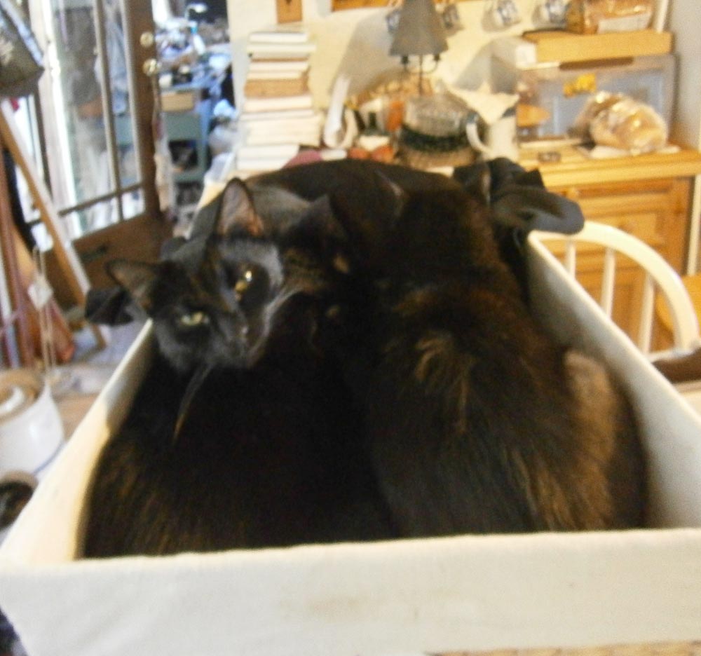 black cat in basket of laundry