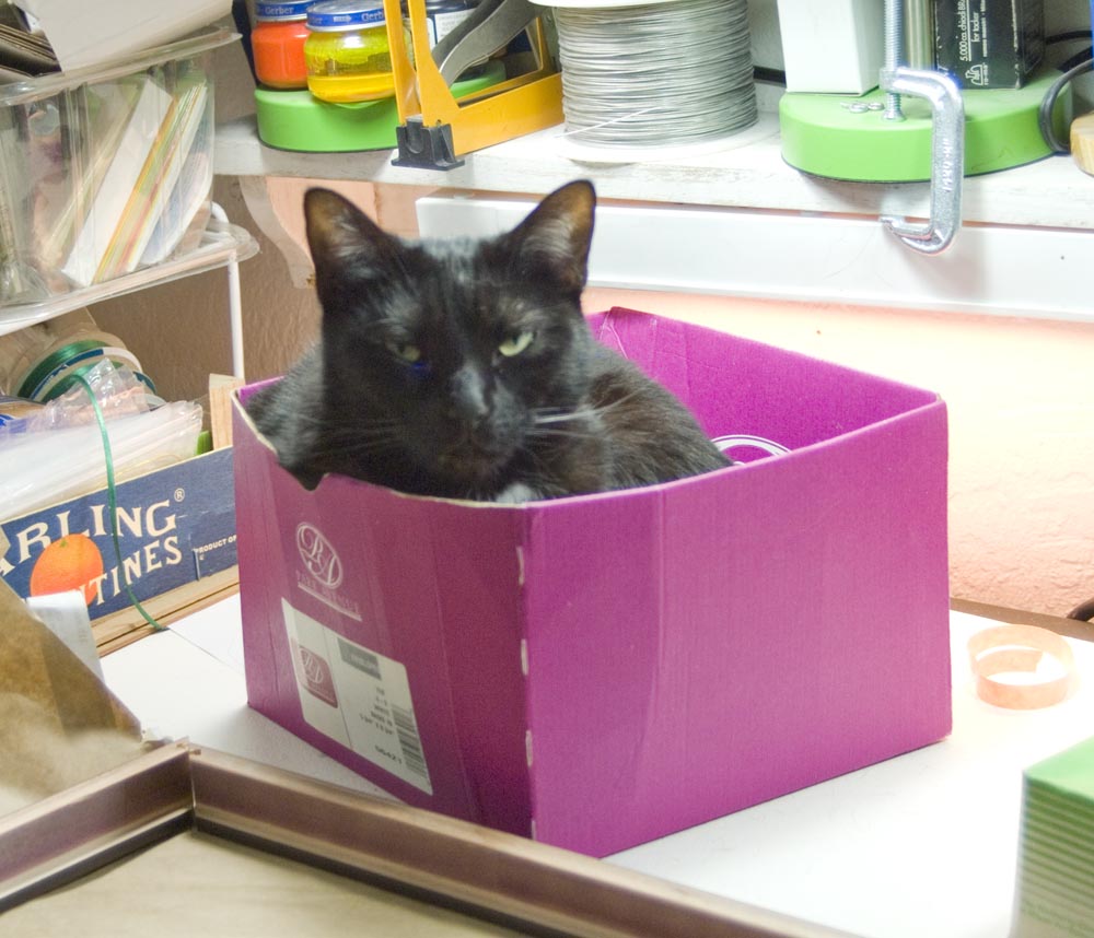 black cat in pink box Daily Cat Photo