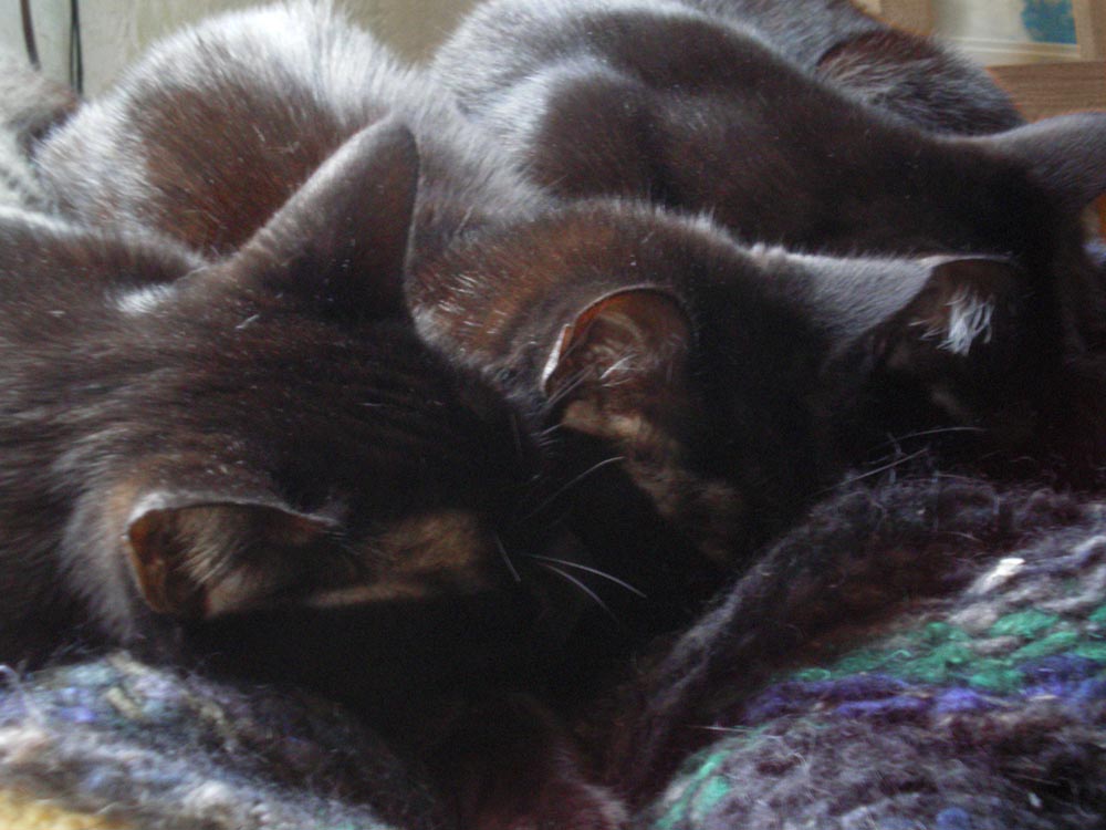three cats sleeping on shawl Daily Cat Photo