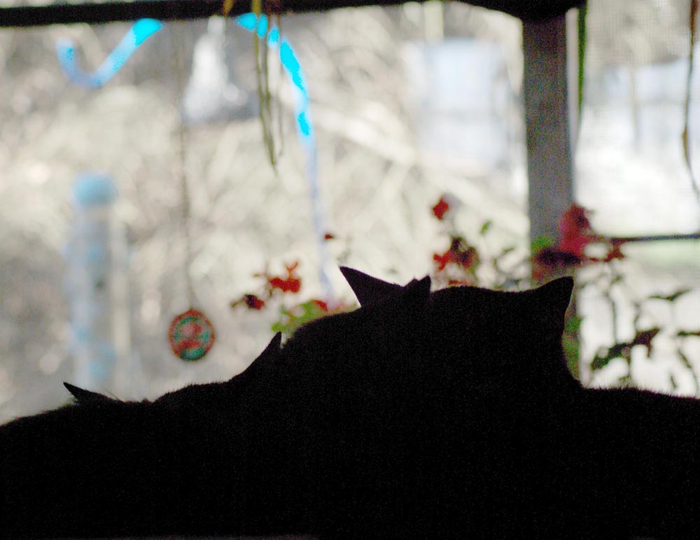 silhouette of cats with bird feeder Daily Cat Photo