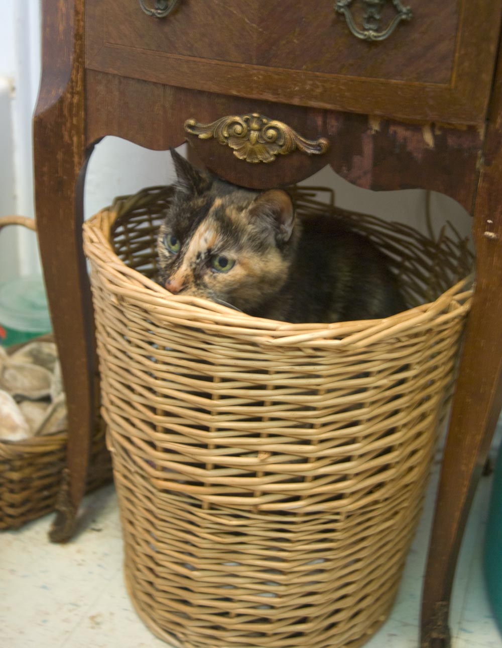 tortoiseshell cat in basket