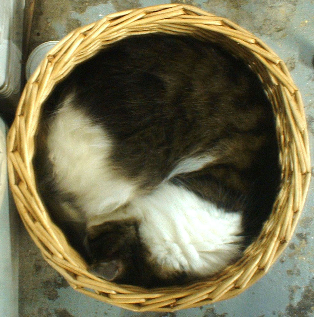 cat curled in basket