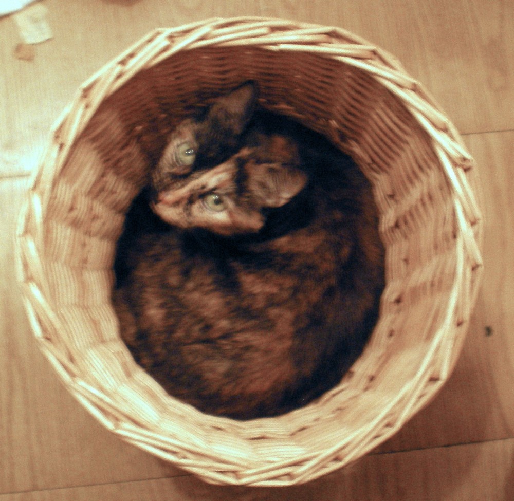 tortoiseshell cat in basket