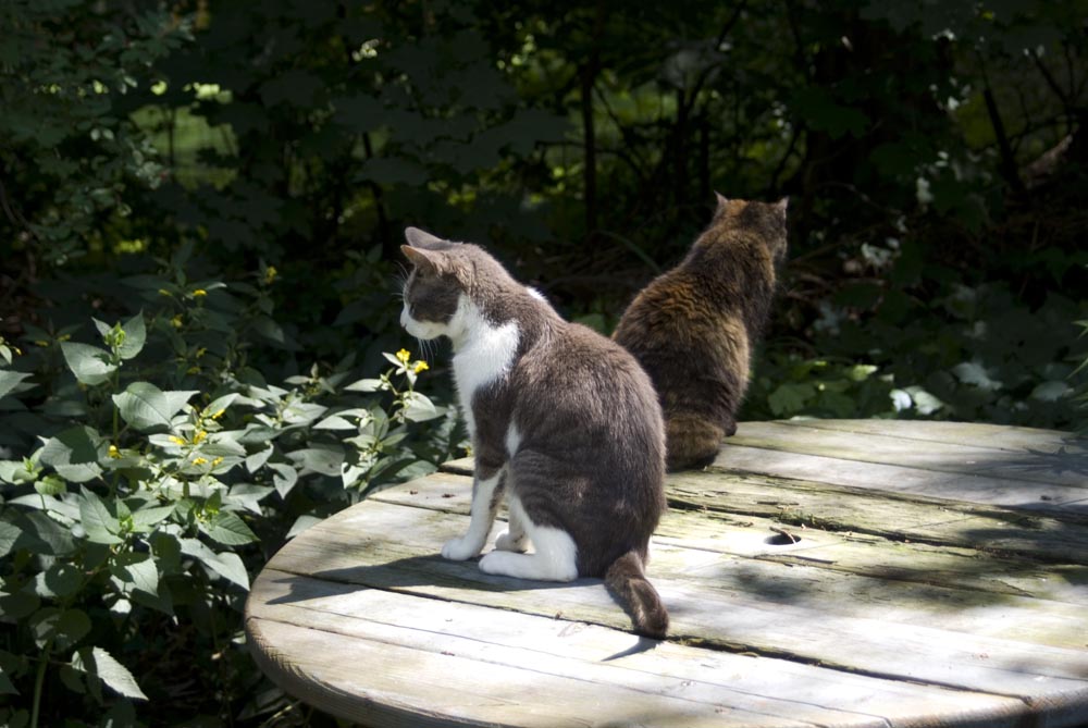 two cats on picnic table
