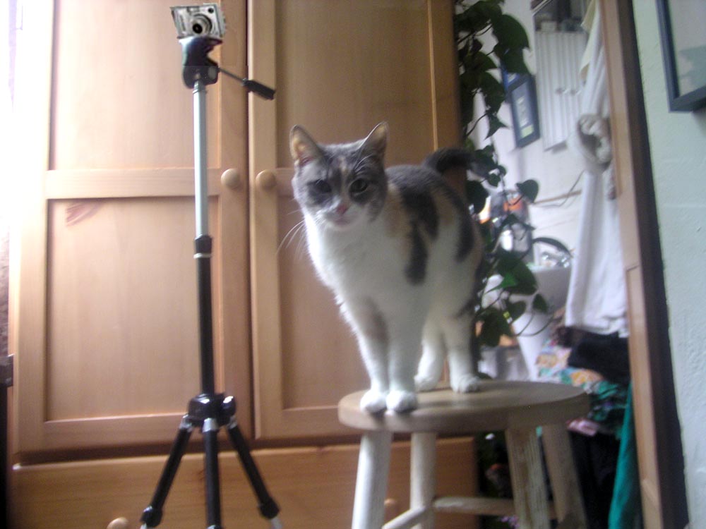 dilute tortoiseshell cat on stool