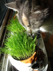 cat eating greens