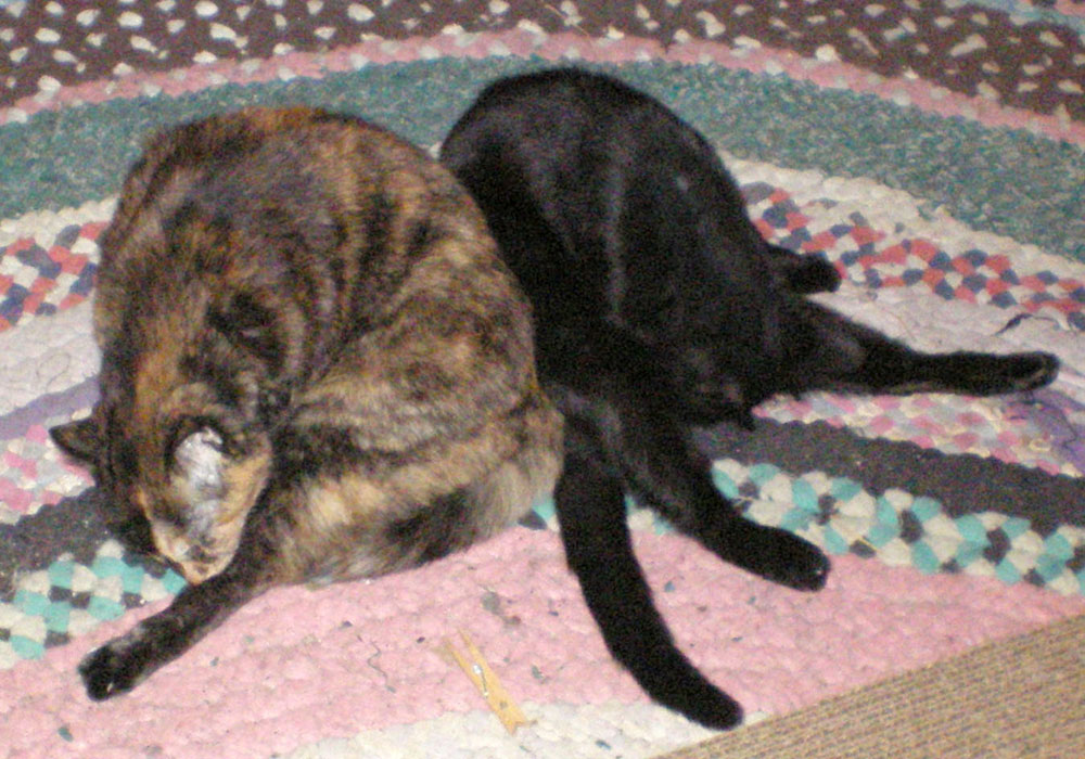 two cats bathing on rug