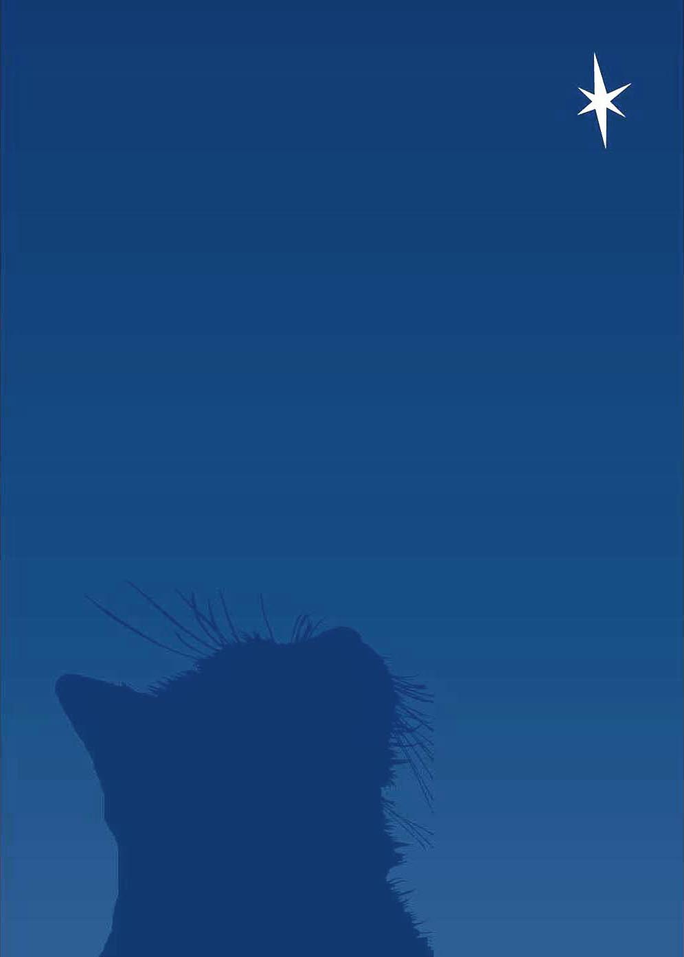 holiday card cat looking at star