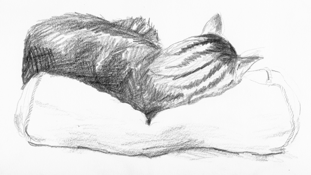 pencil sketch of sleeping cat