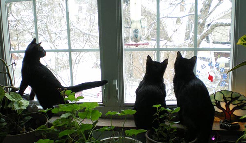 three cats watching birds at feeder