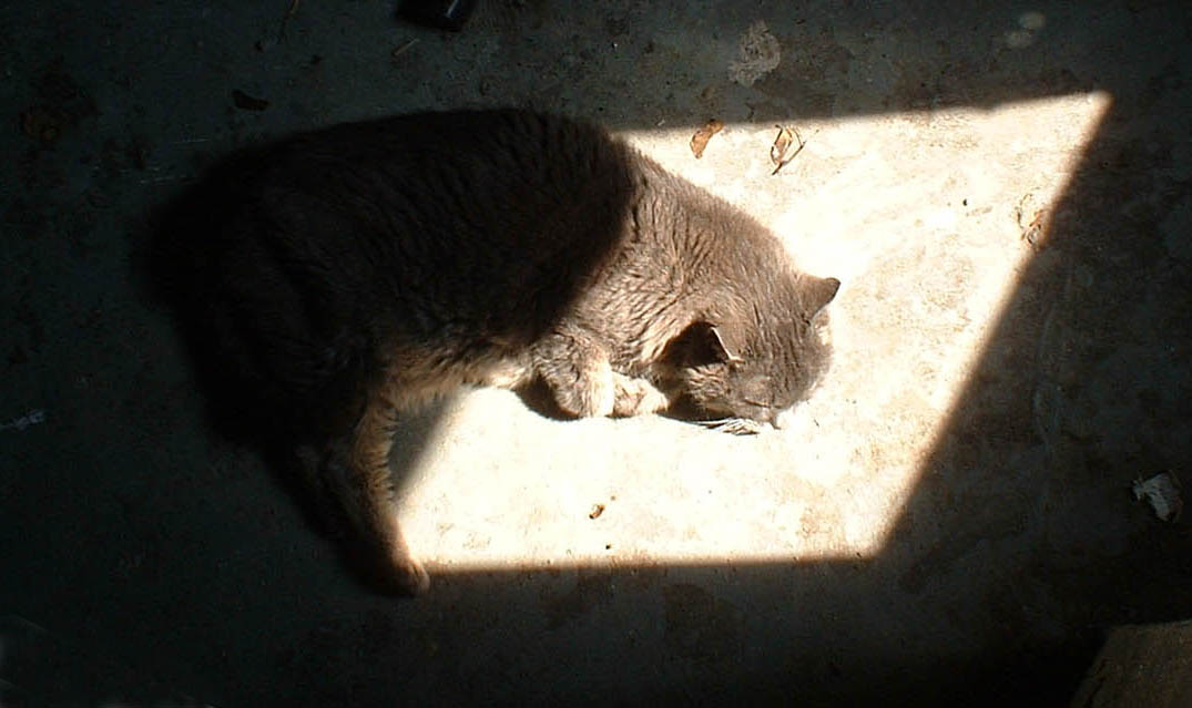 gray cat in a square of sunshine