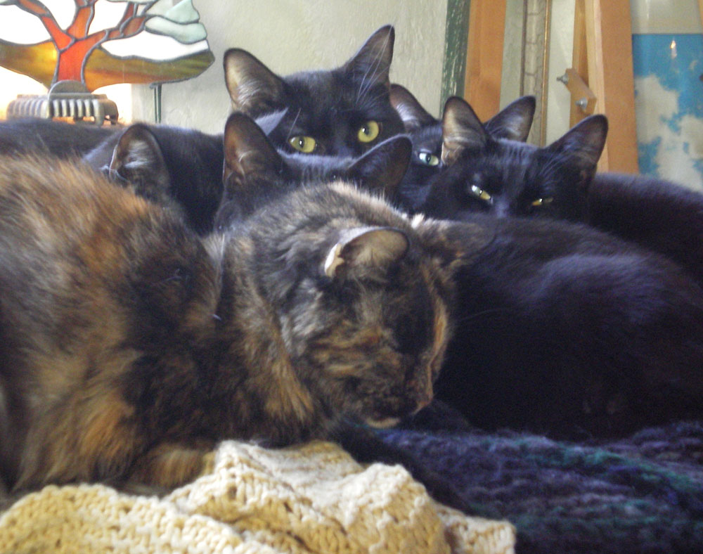 one tortoiseshell and five black cats