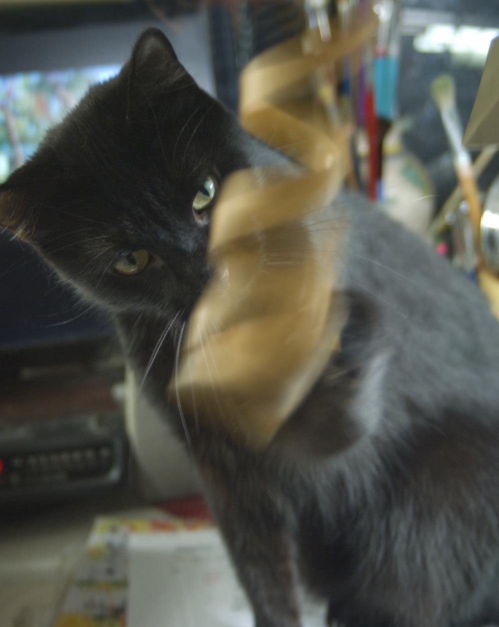 black cat looking at paper curl