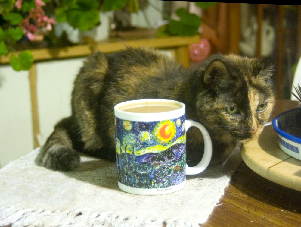 tortoiseshell cat with cup of coffee