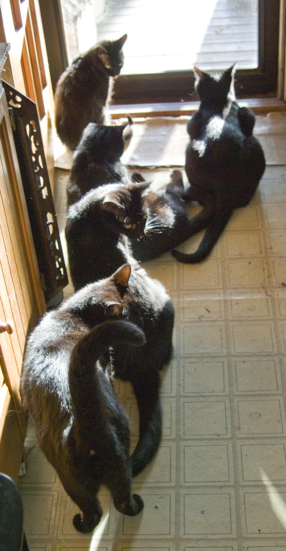five black cats in the sun