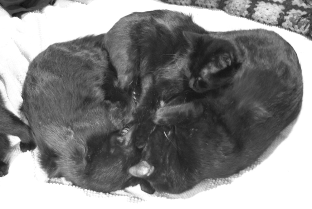 black and white photo of three black cats