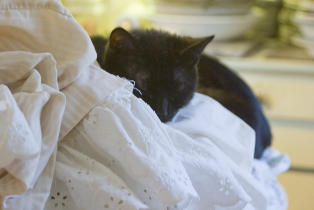 black cat sleeping in sheets