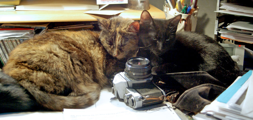 tortoiseshell cat and black kitten