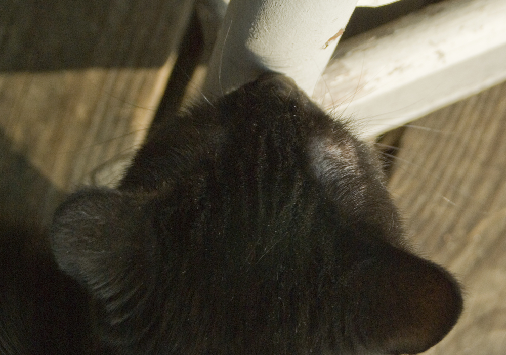 black cat sniffing rocker