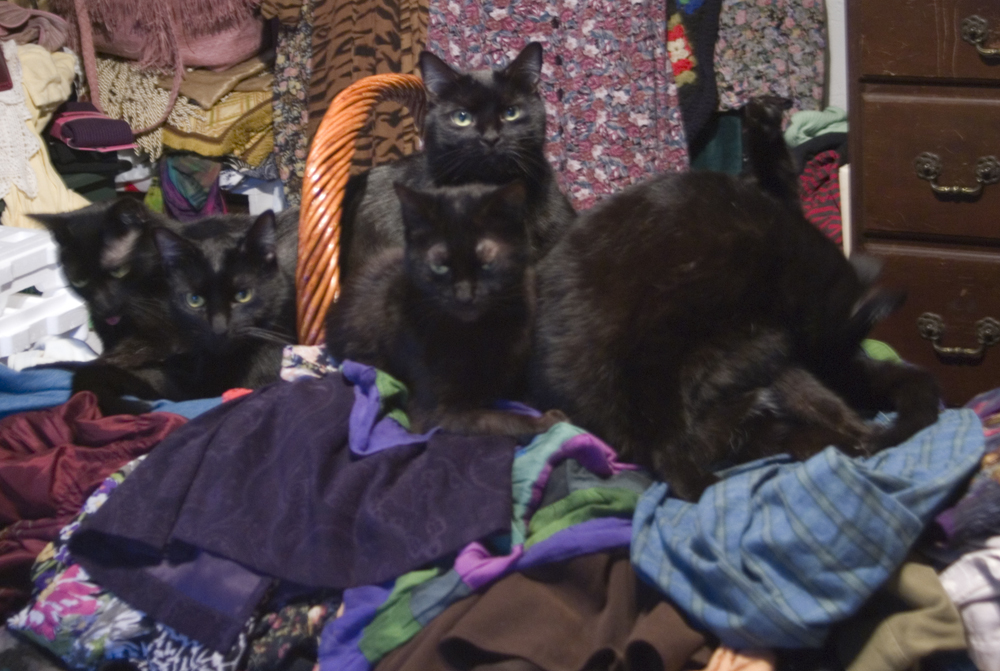 five black cats on pile of laundry