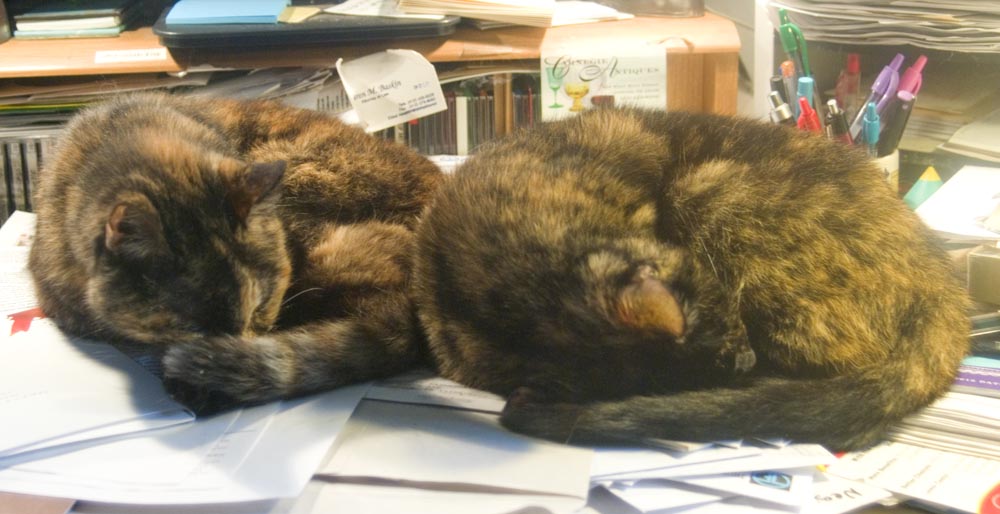 two tortoiseshell cats on desk