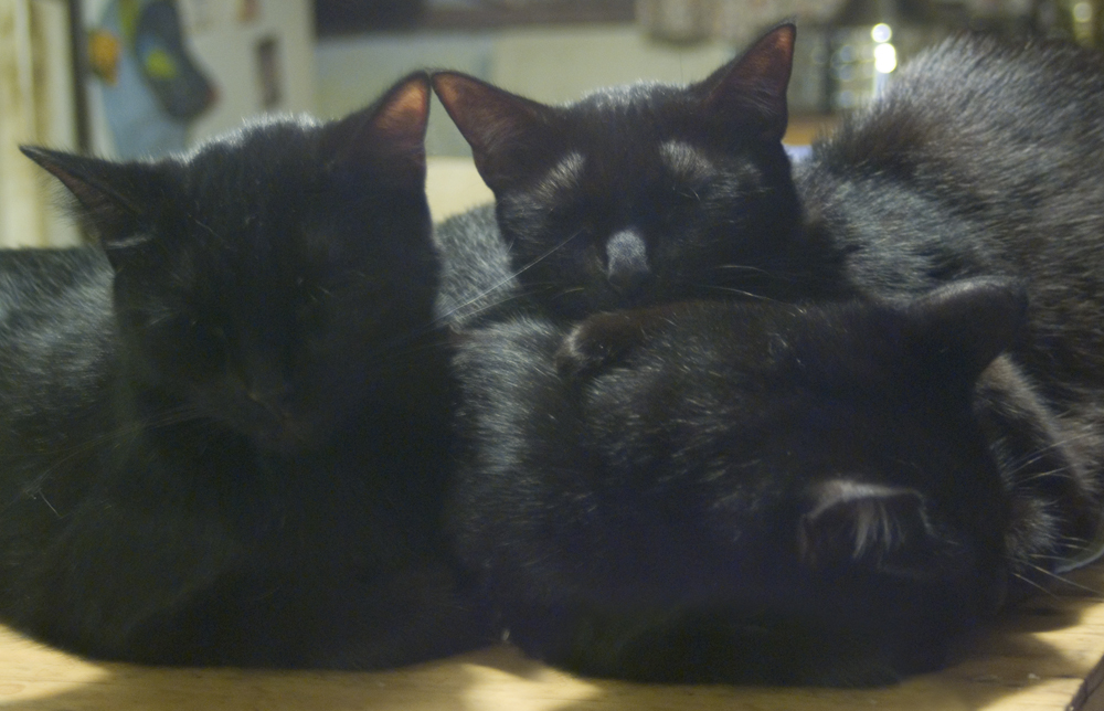 three black cats asleep