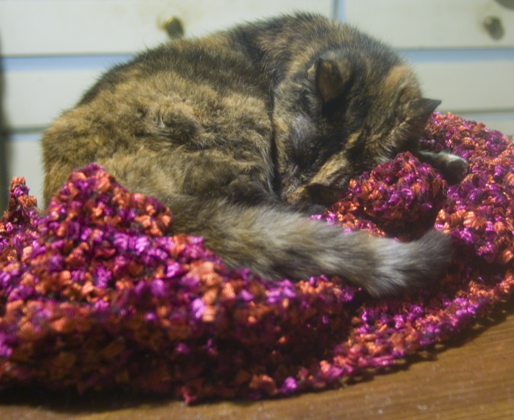 tortoiseshell cat sleeping on shawl