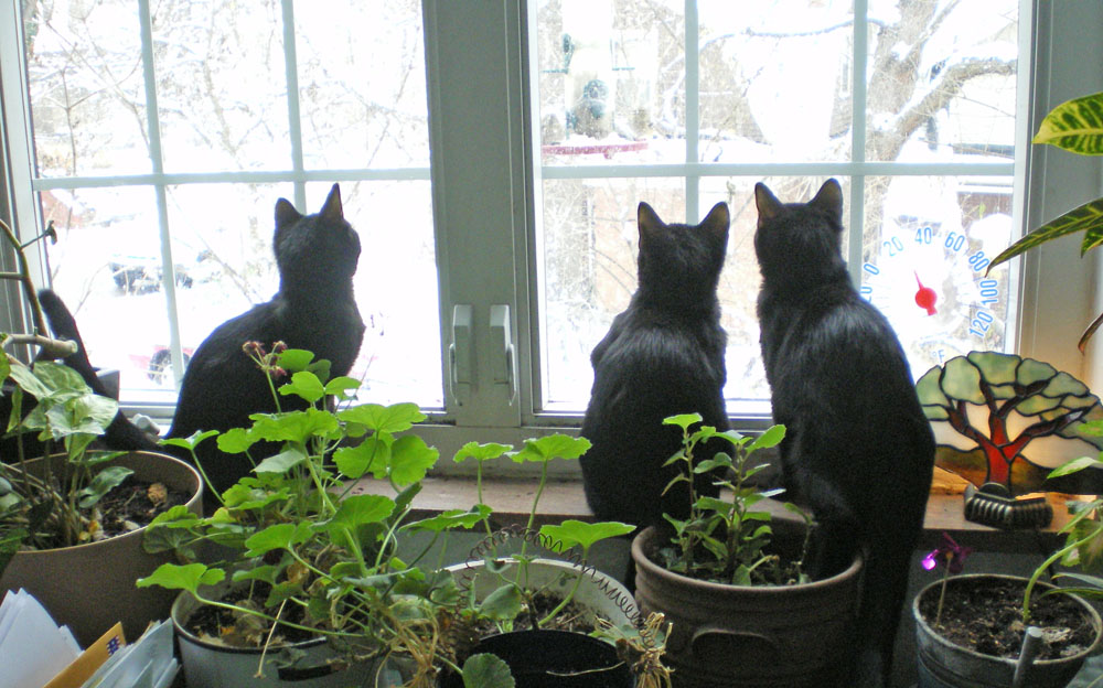 black cats at window