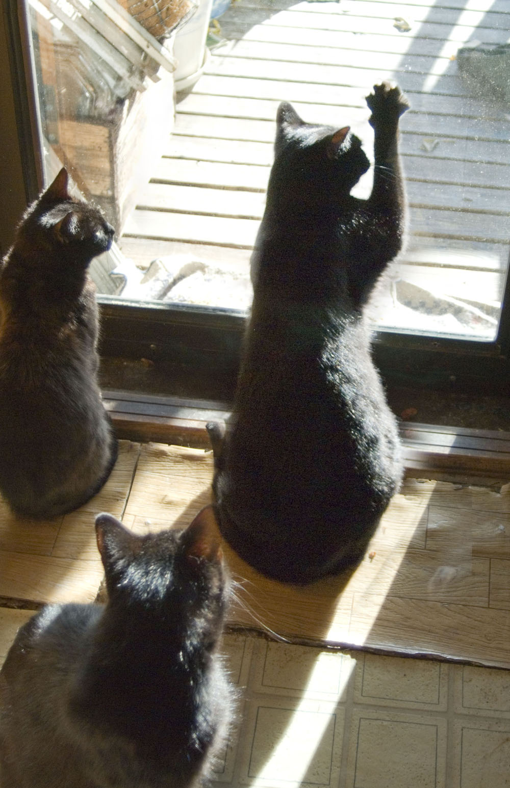 black cat with paw on window