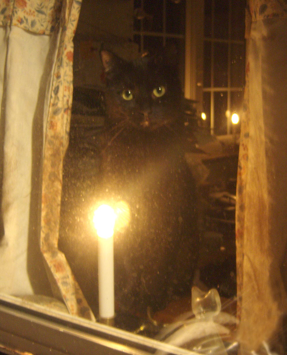 cat in window with candle