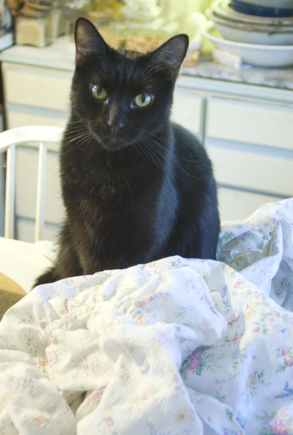 black cat with sheets