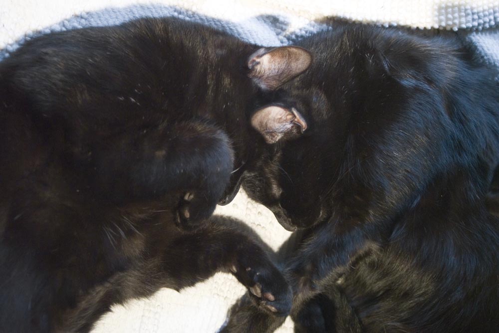 two black cats with foreheads together