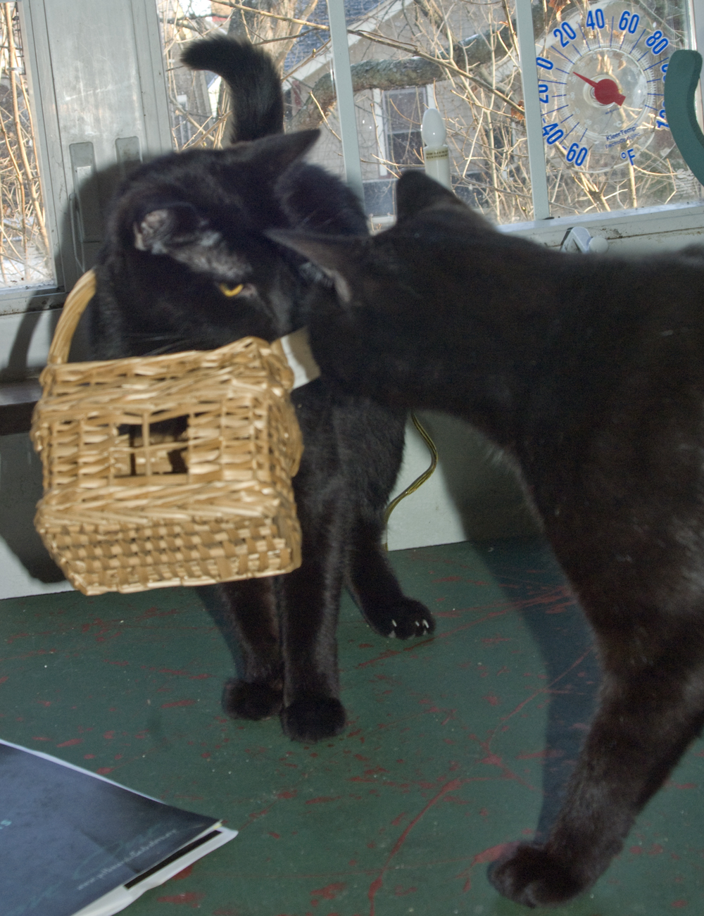 black cat with basket