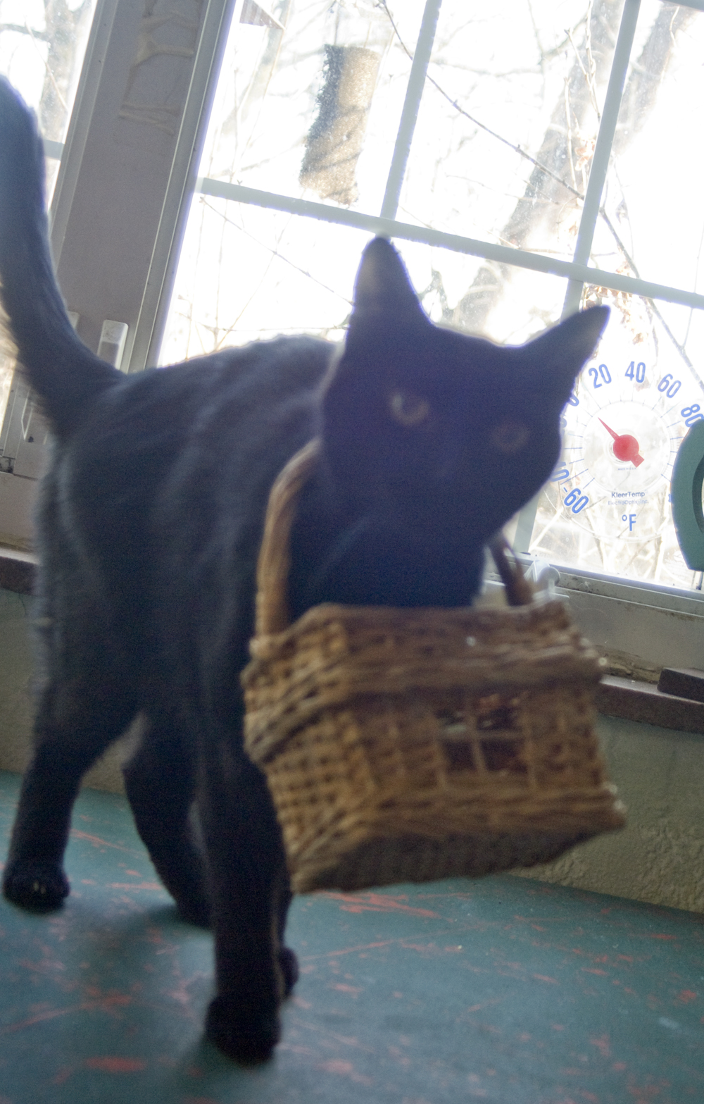 black cat with basket