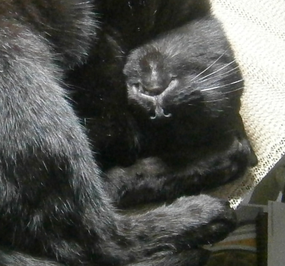 black cat curled