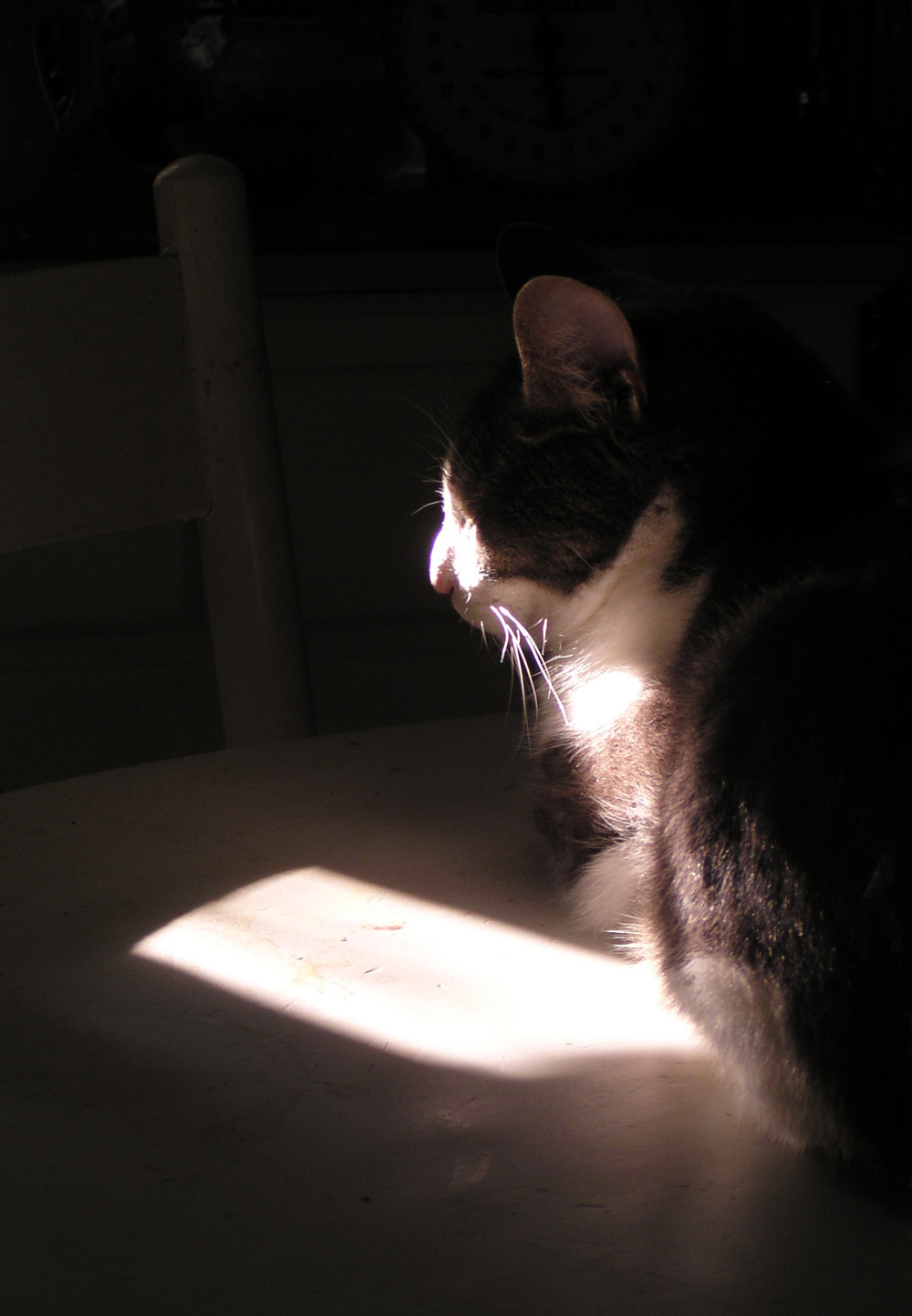 cat in spot of sun