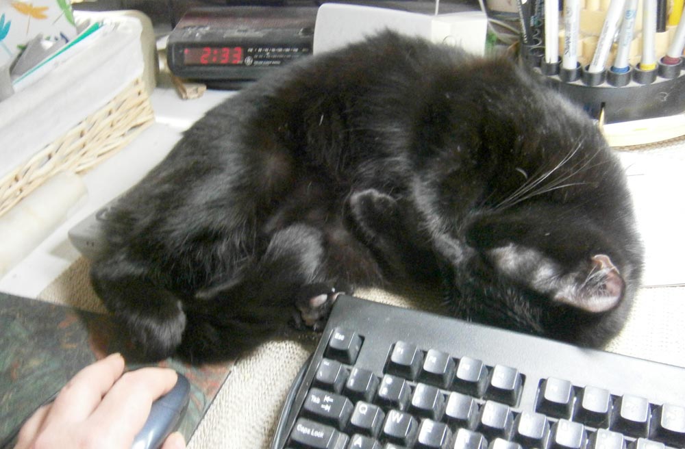 black cat curled up by keyboard