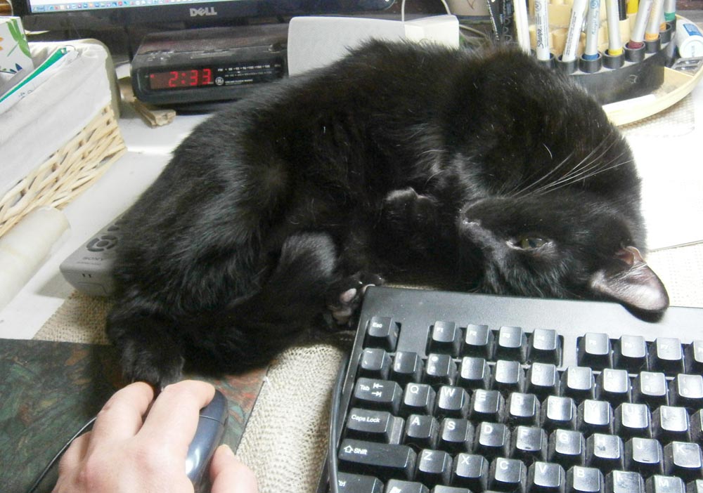 black cat on desk