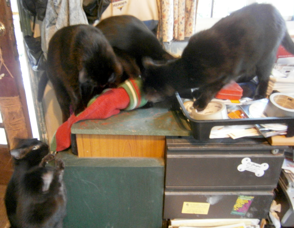five black cats with toys