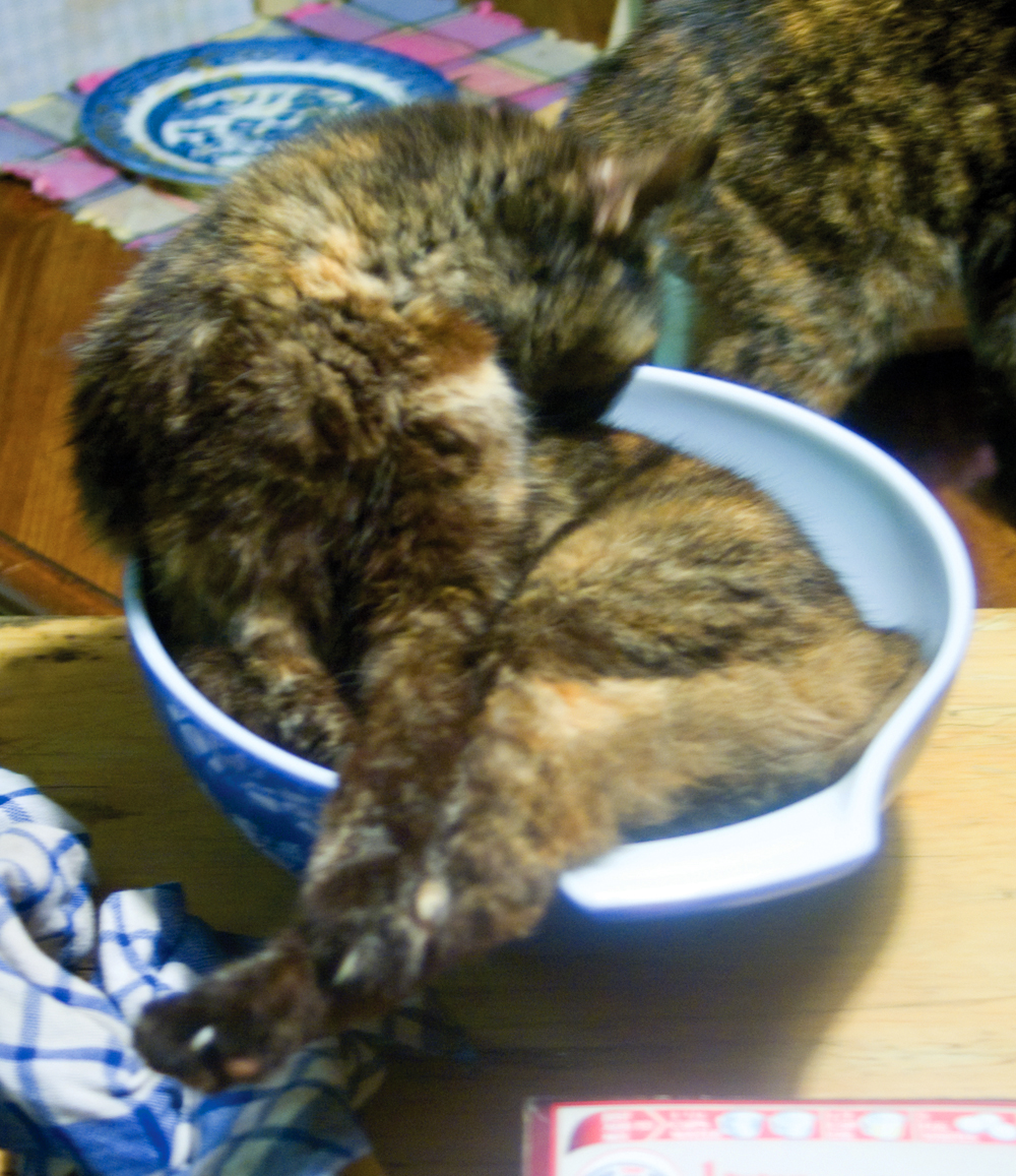 tortoisshell cat in mixing bowl