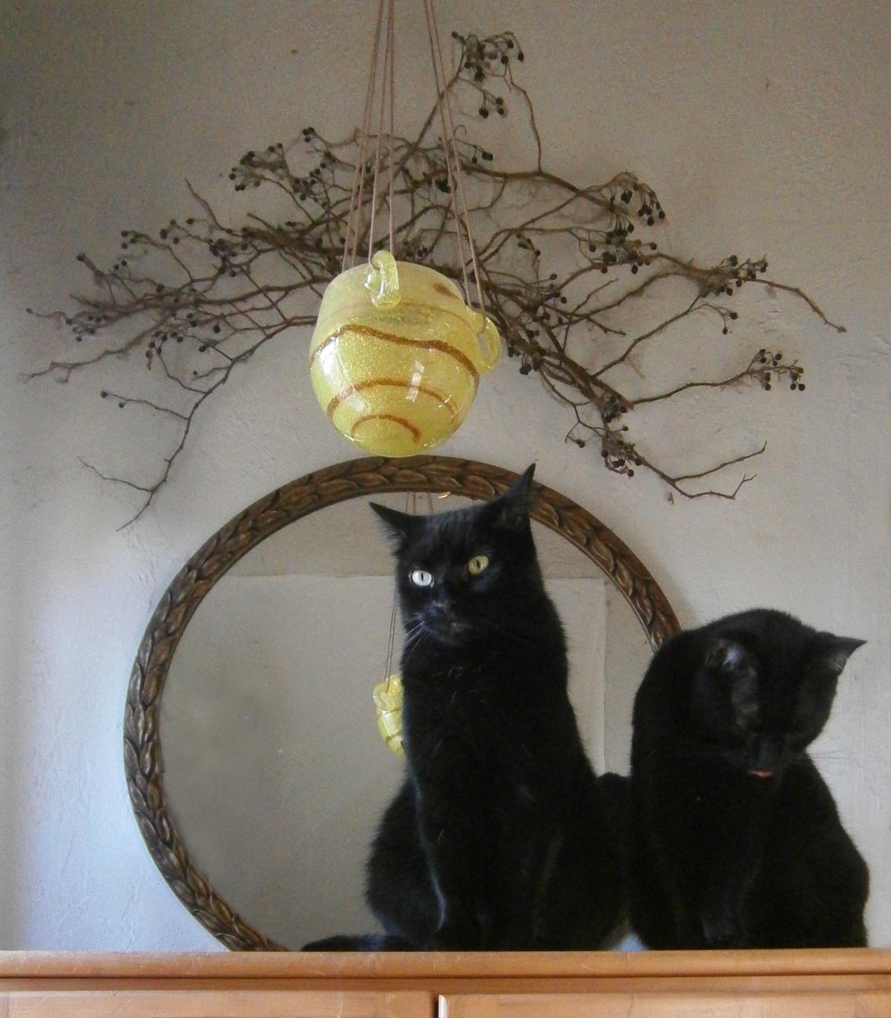 two black cats interior