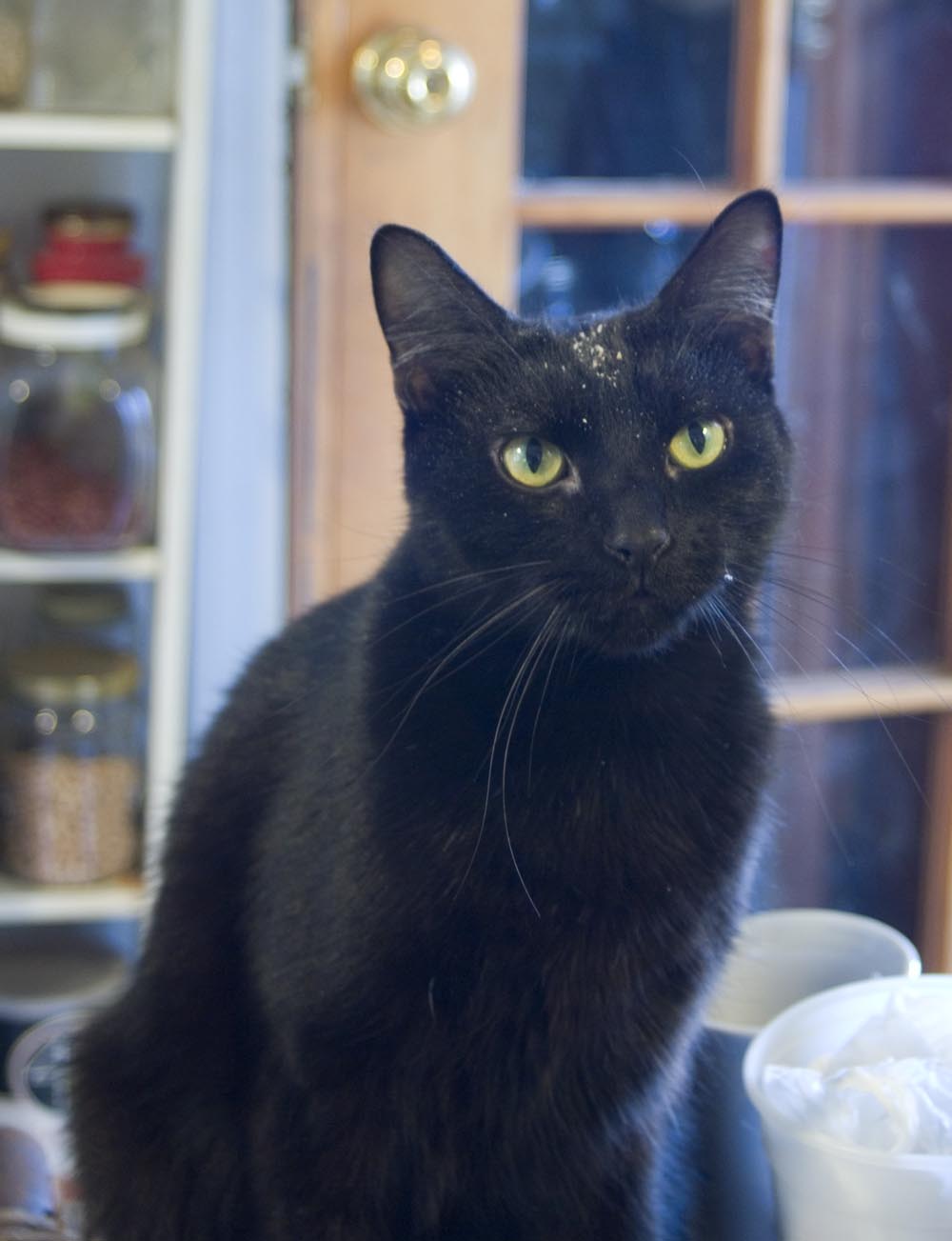 black cat with flour on his face